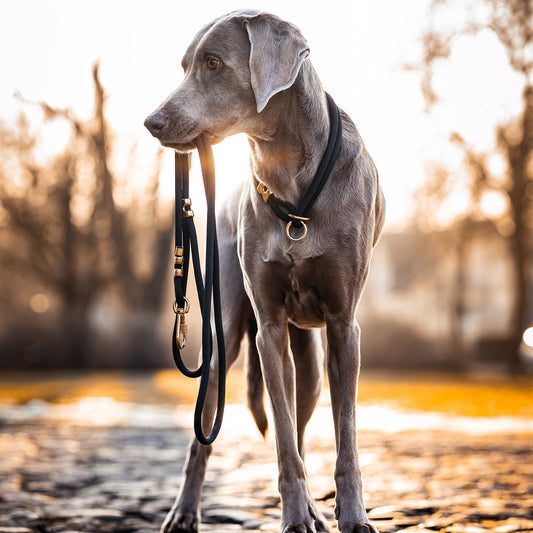 Dog holding a leash in its mouth with a blurred natural background