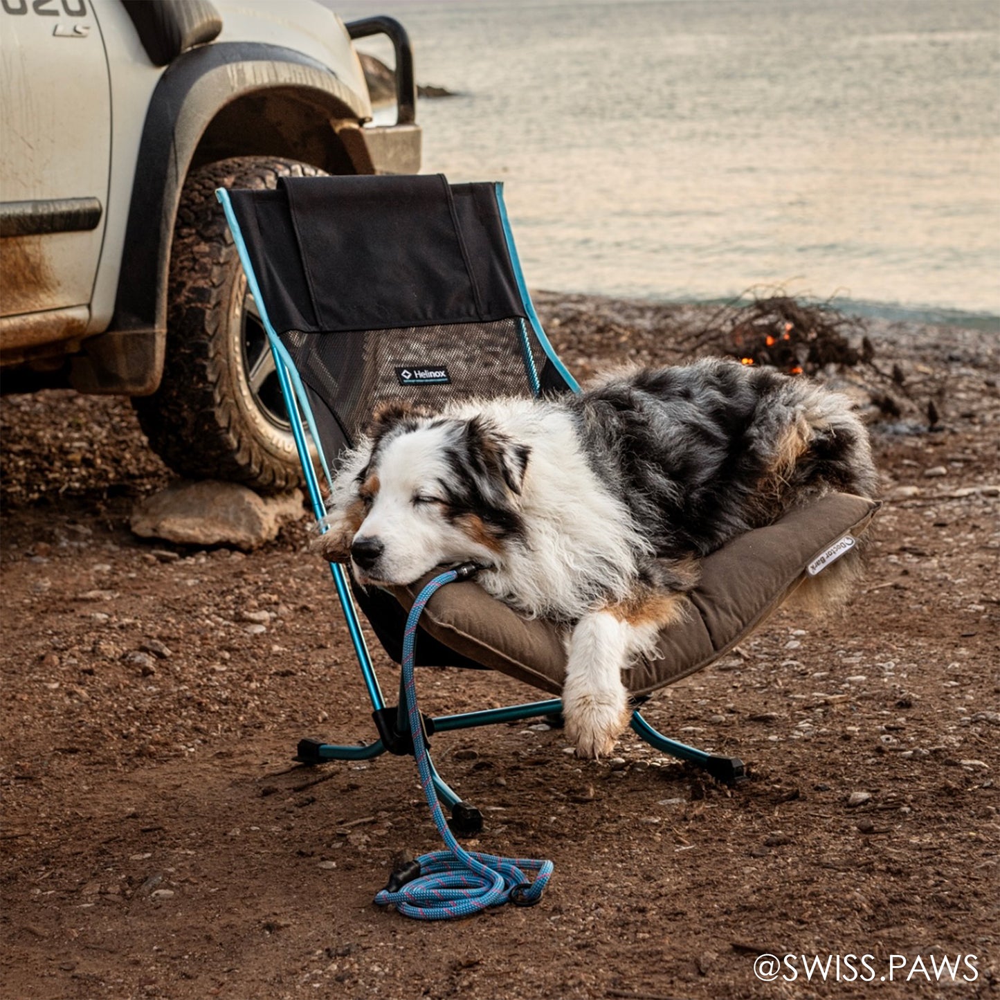 Dog wearing the Tuenne Ice Storm blue 9.8mm climbing rope leash with auto-locking carabiner