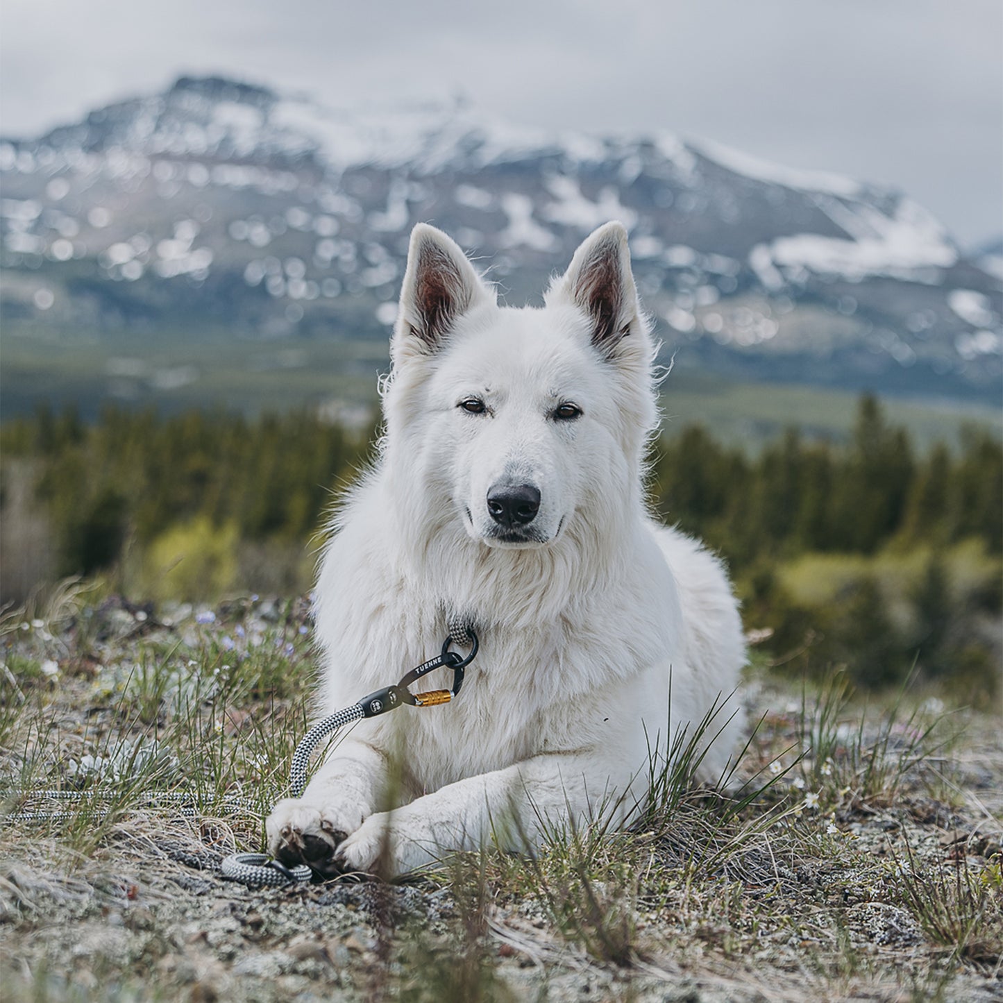 Adjustable slip dog collar made from climbing rope – Small Norte by Tuenne - Grey White