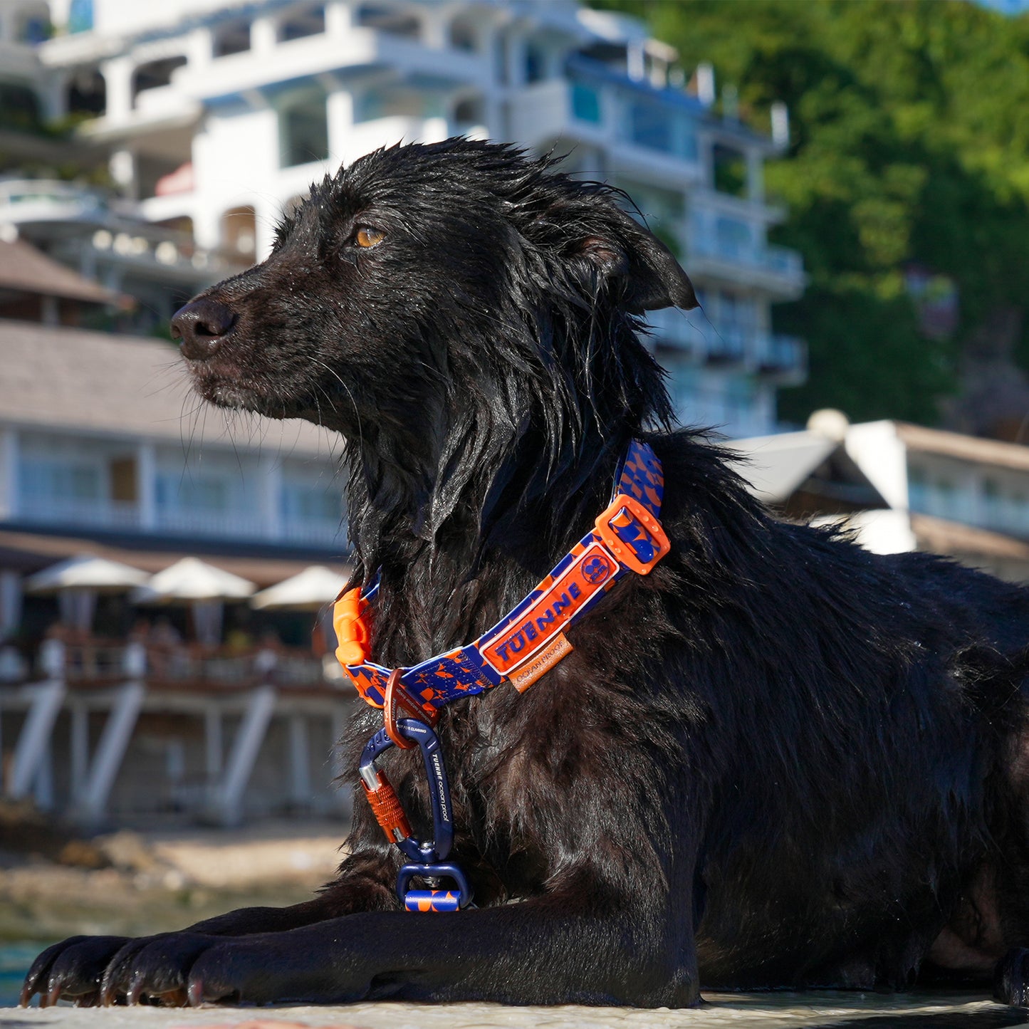 Dog wearing Tuenne waterproof leash and collar during outdoor beach adventure at Bingin – secured carabiner