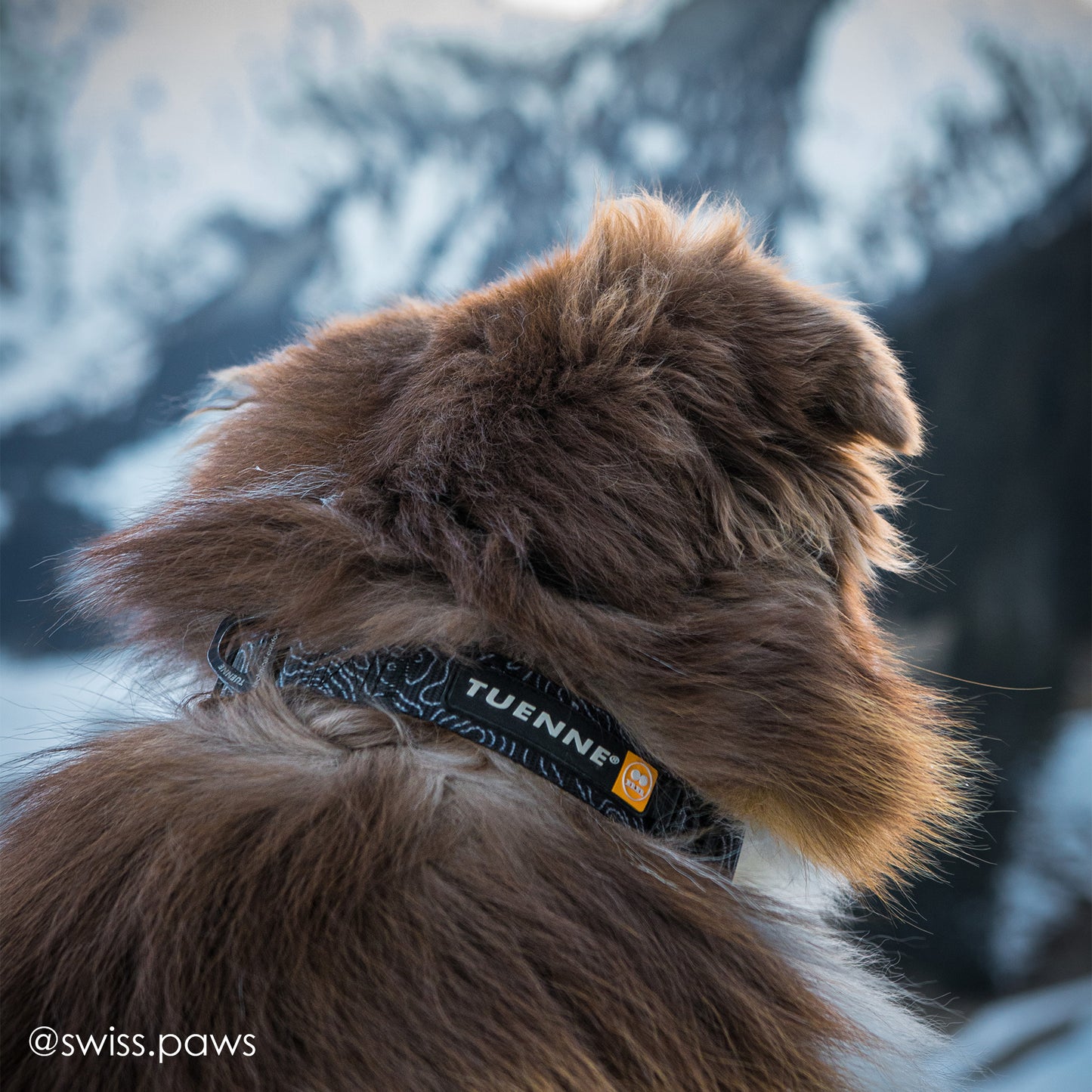 Waterproof Tuenne Black Topographic Collar worn by a dog – sleek black design for everyday adventure
