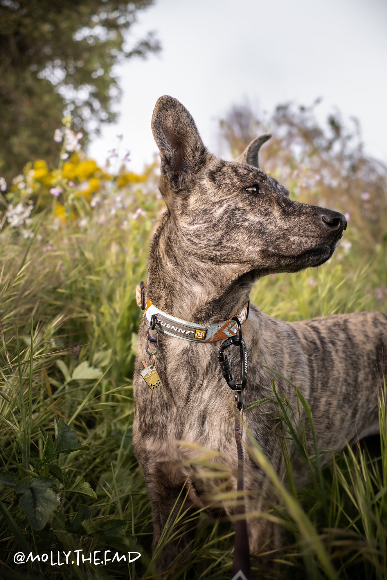 Tuenne Southwest collar with Duraflex side-release buckle and tag holder on dog