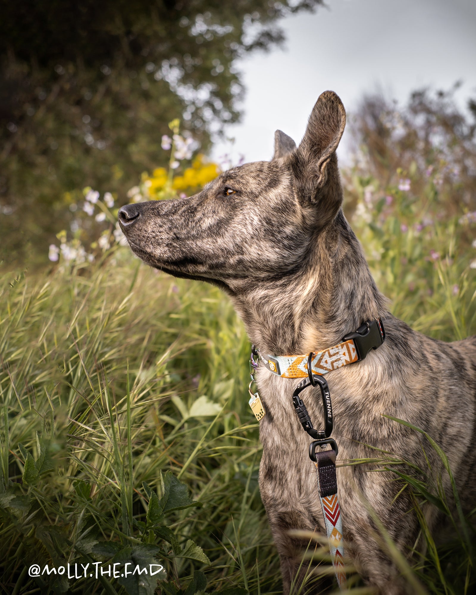 Handmade in the USA Tuenne dog leash and collar set with original Southwest design on dog in field