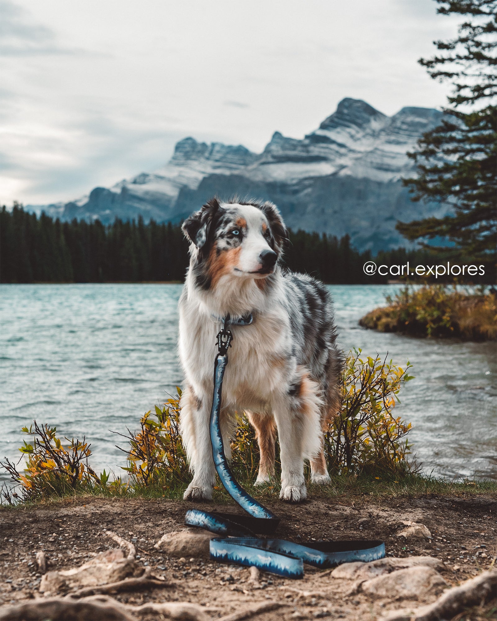 Sierra Nevada leash set featuring artist label and sublimated design carl