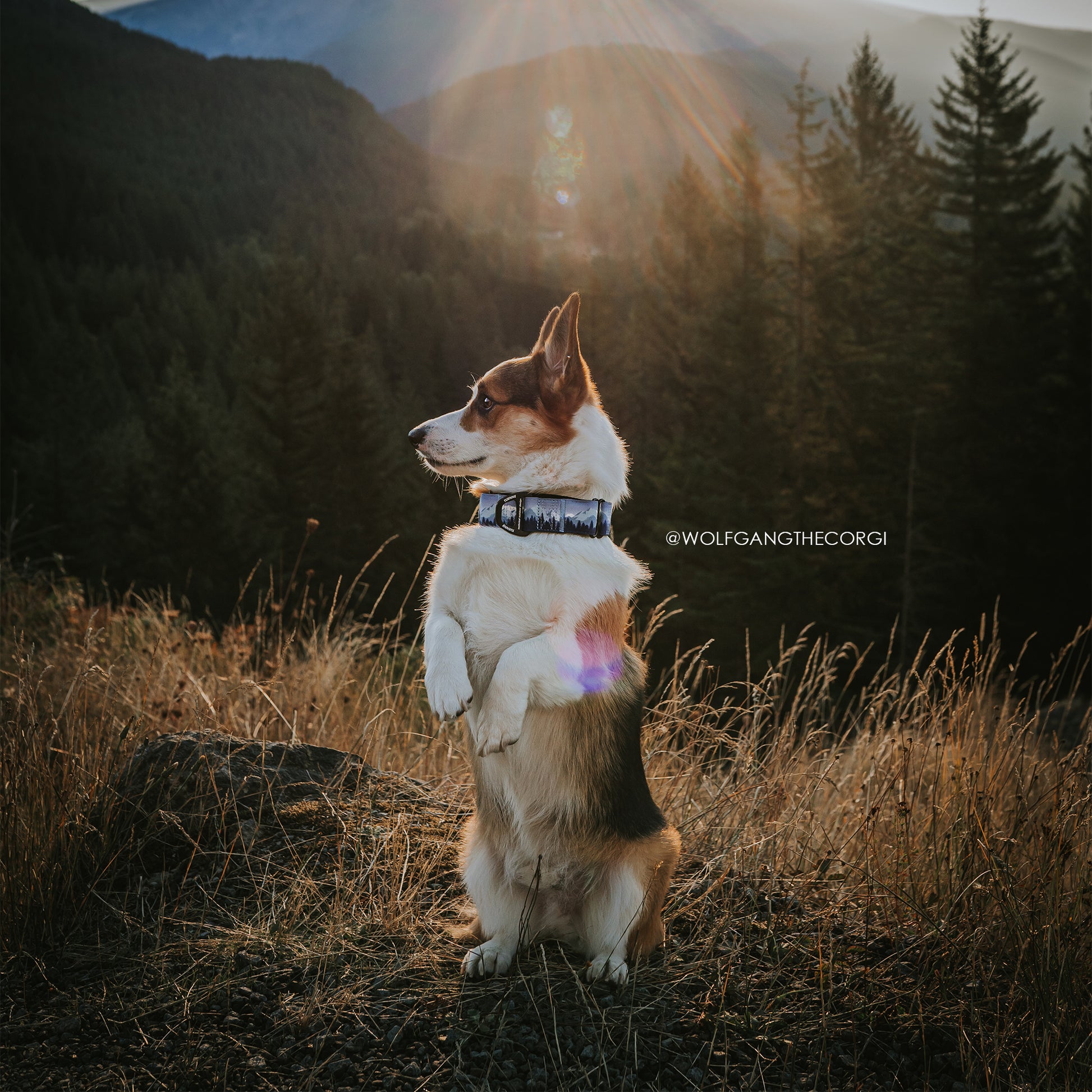 Dog wearing Sierra Nevada leash and collar set – purple and blue limited edition frog clip