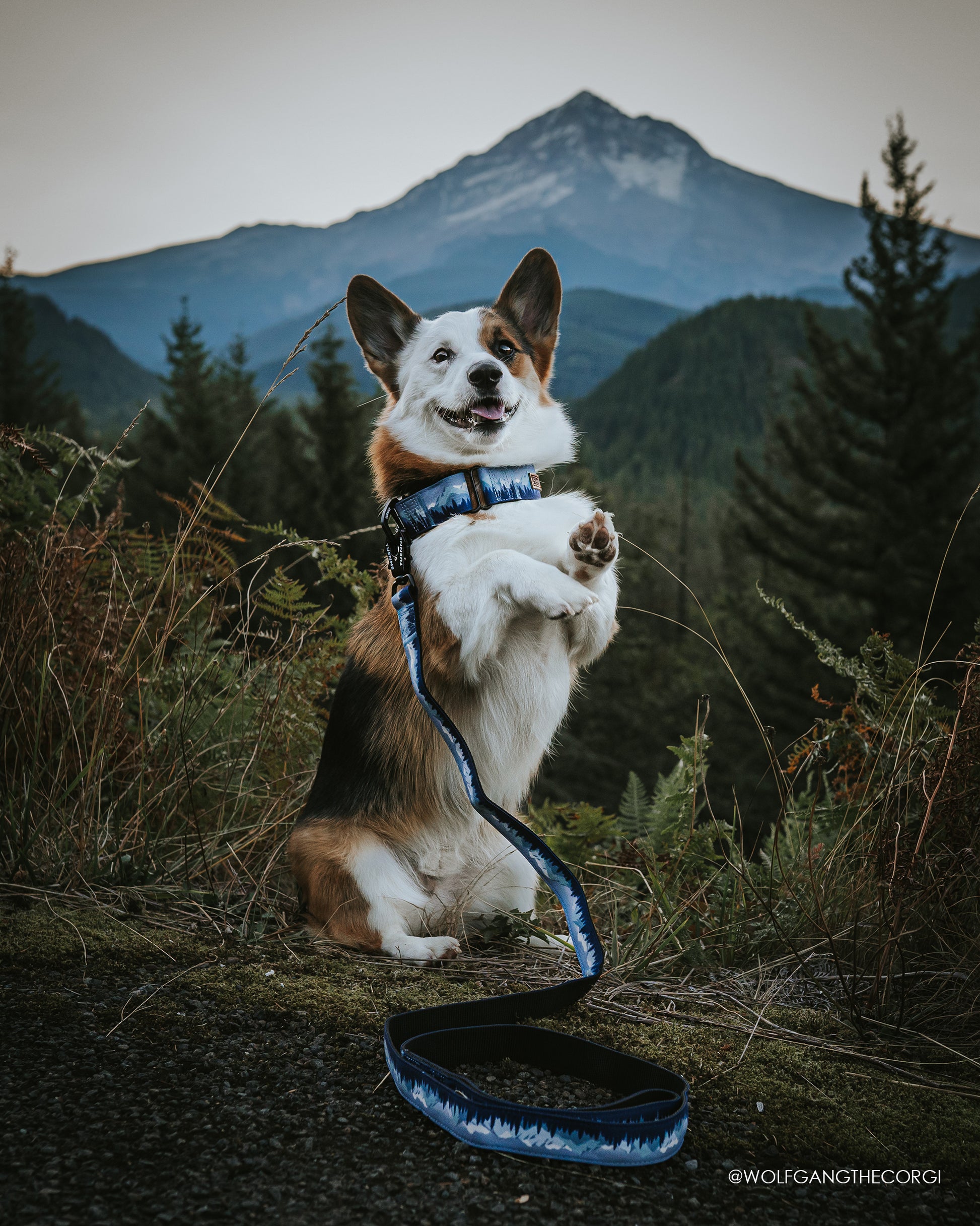 Dog wearing Sierra Nevada leash and collar set – purple and blue limited edition