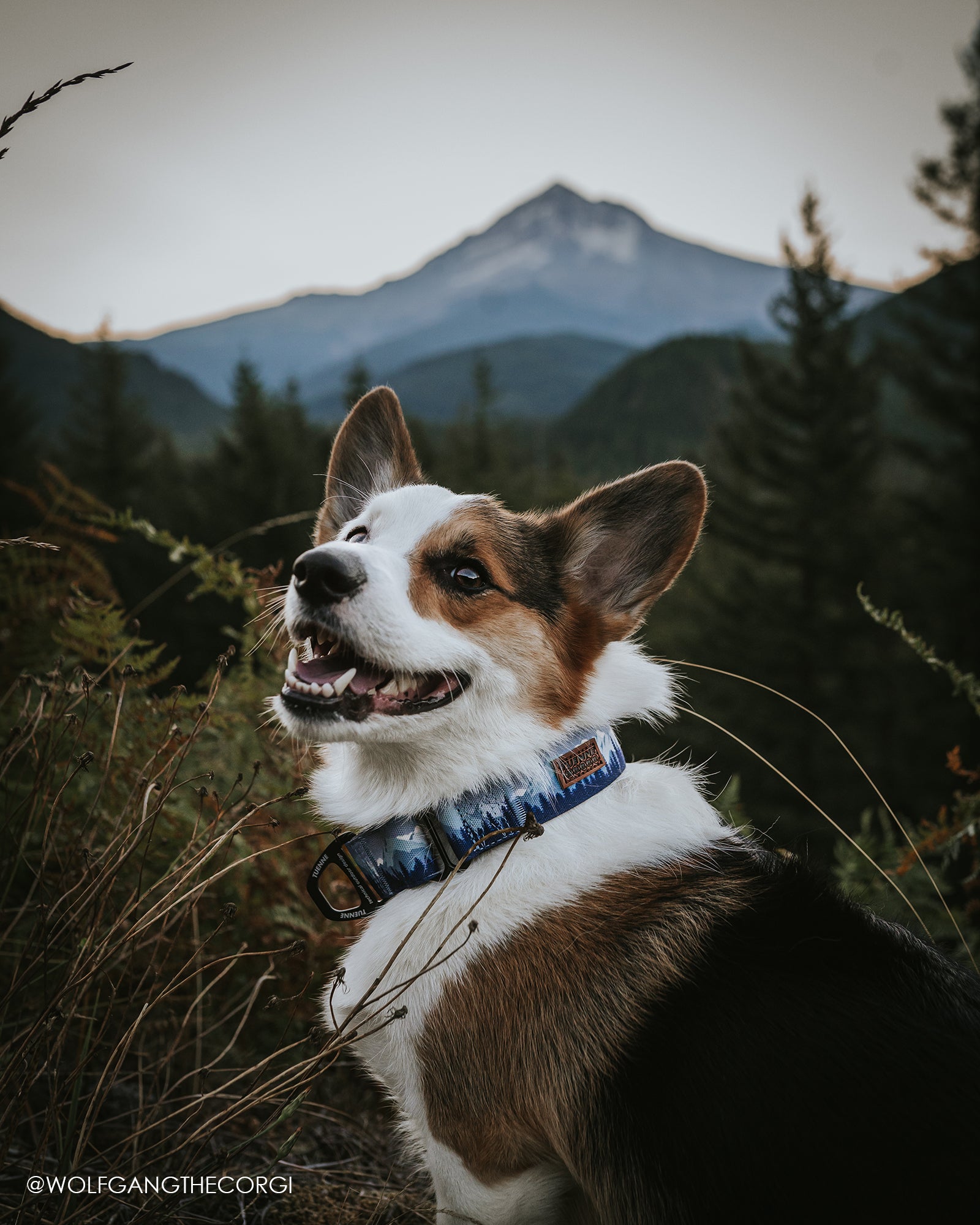 Dog wearing Sierra Nevada leash and collar set – purple and blue limited edition