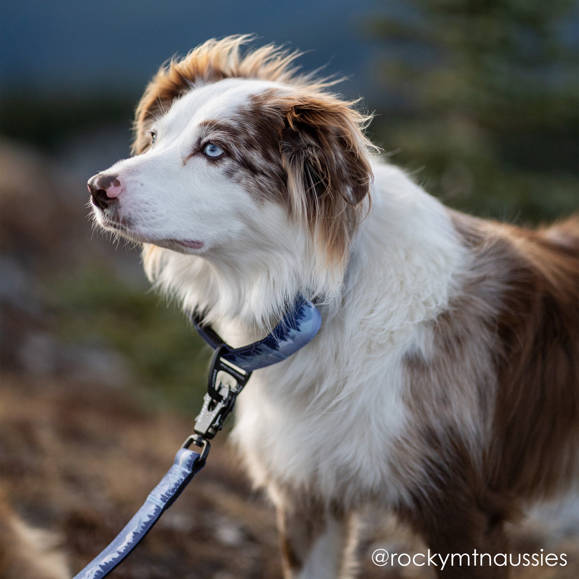 Dog wearing Sierra Nevada leash and collar set – purple and blue limited edition