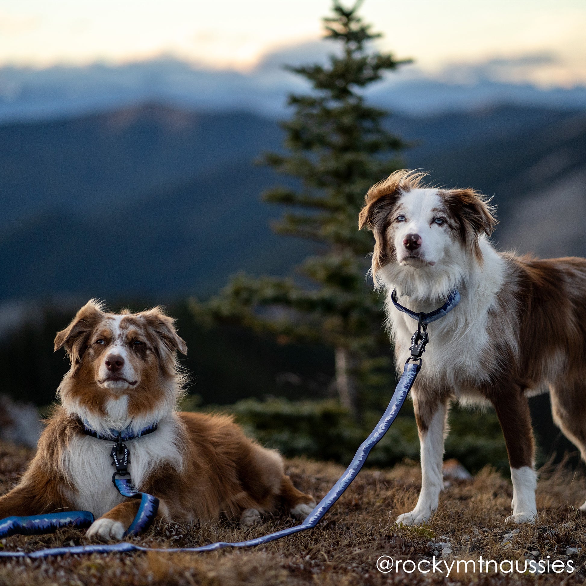 Dogs wearing Sierra Nevada leash and collar set – purple and blue limited edition