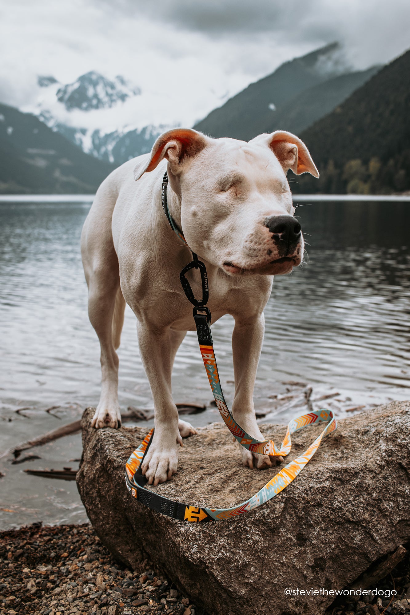 Tuenne Southwest leash and collar set with auto-locking carabiner and original artwork on dog