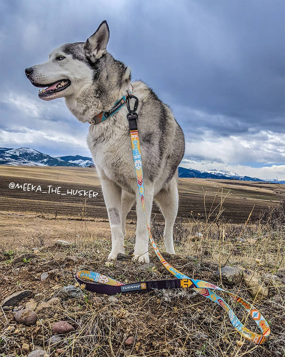 Close-up of Tuenne dog leash with auto-locking carabiner and sublimated polyester pattern on meeka