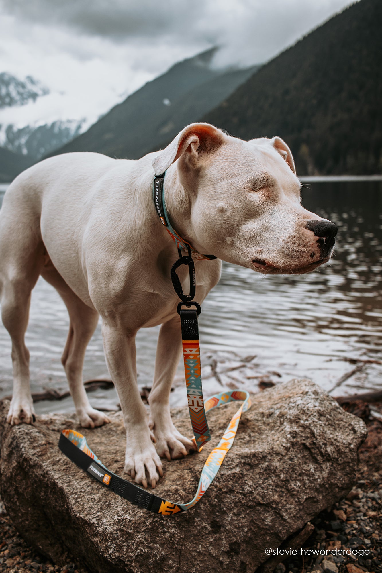 Tuenne Southwest leash and collar set with auto-locking carabiner and original artwork on dog