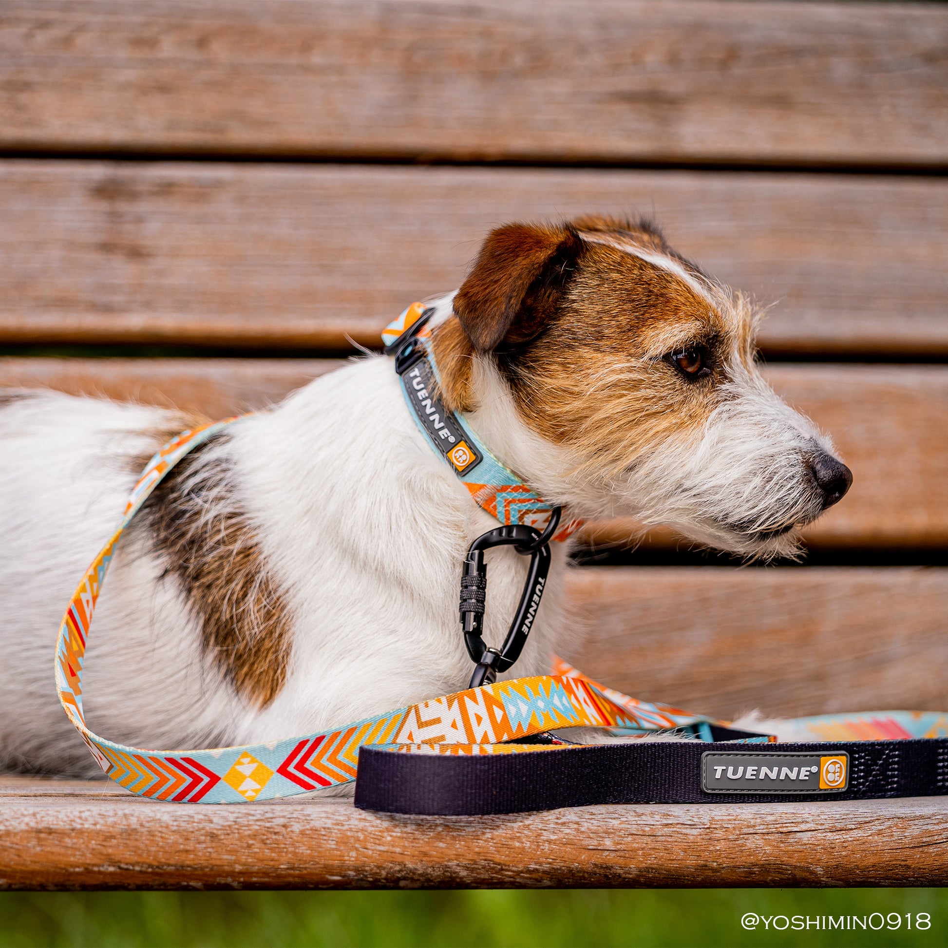 Tuenne Southwest leash and collar set with auto-locking carabiner and original artwork on dog yoshimin