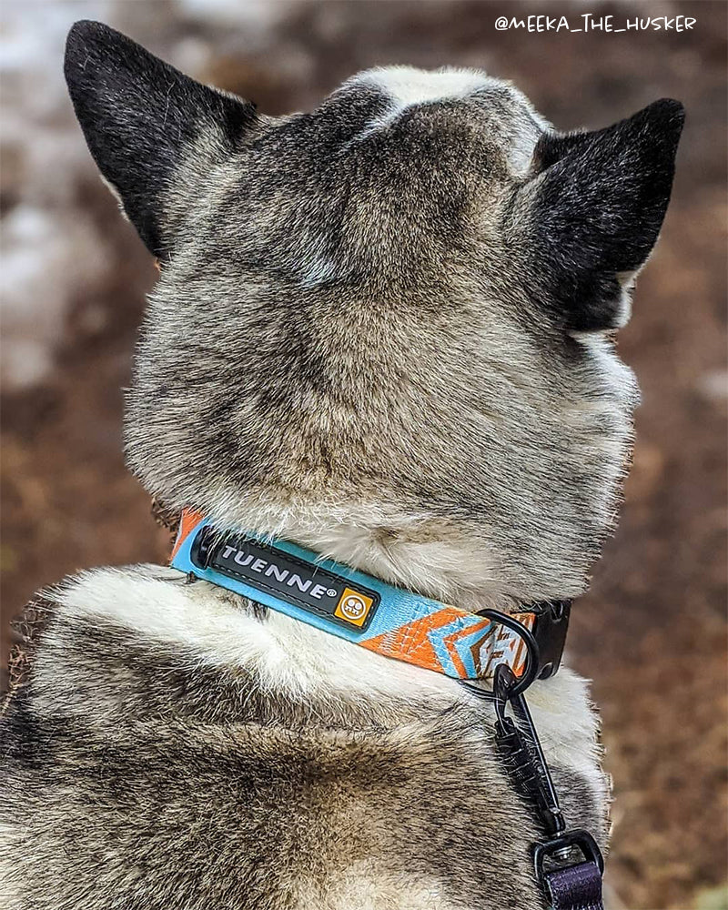 Tuenne Southwest collar with Duraflex side-release buckle and tag holder