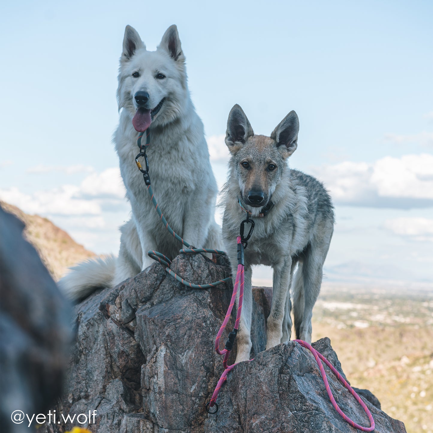 Dog wearing Tuenne Traffic Rope Leash on mountain trail