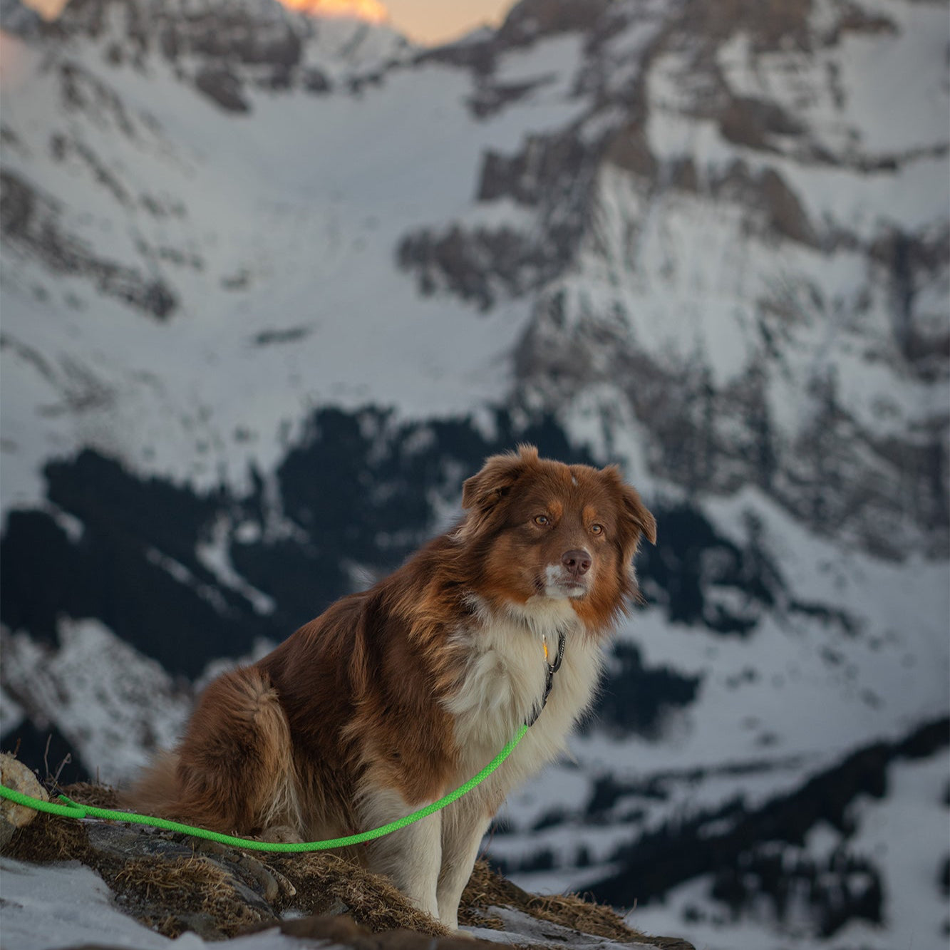 Close-up of Tuenne Xeros leash on dog in wilderness