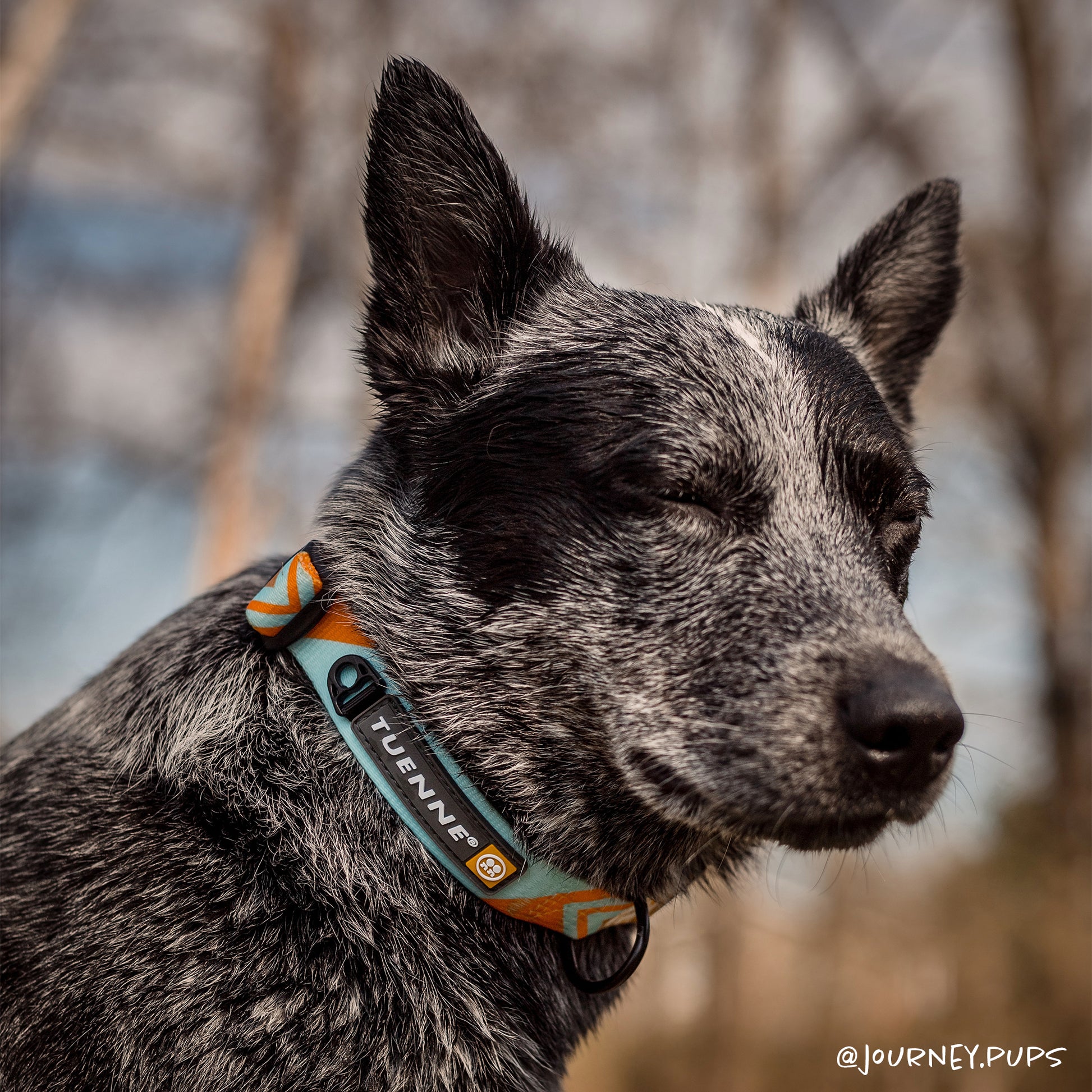 Close-up of Tuenne dog collar sublimated polyester pattern