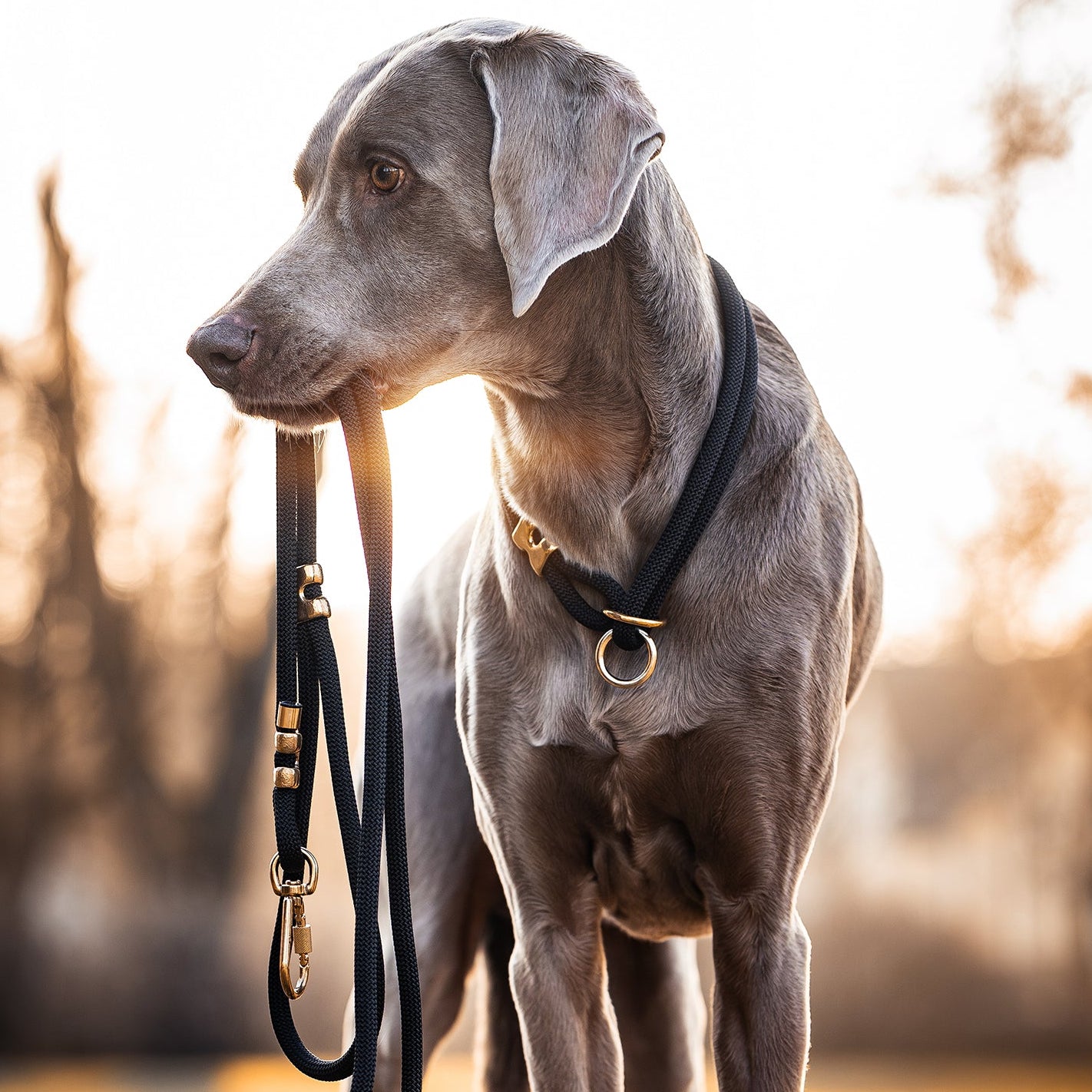 Dog holding a leash in its mouth with a blurred natural background