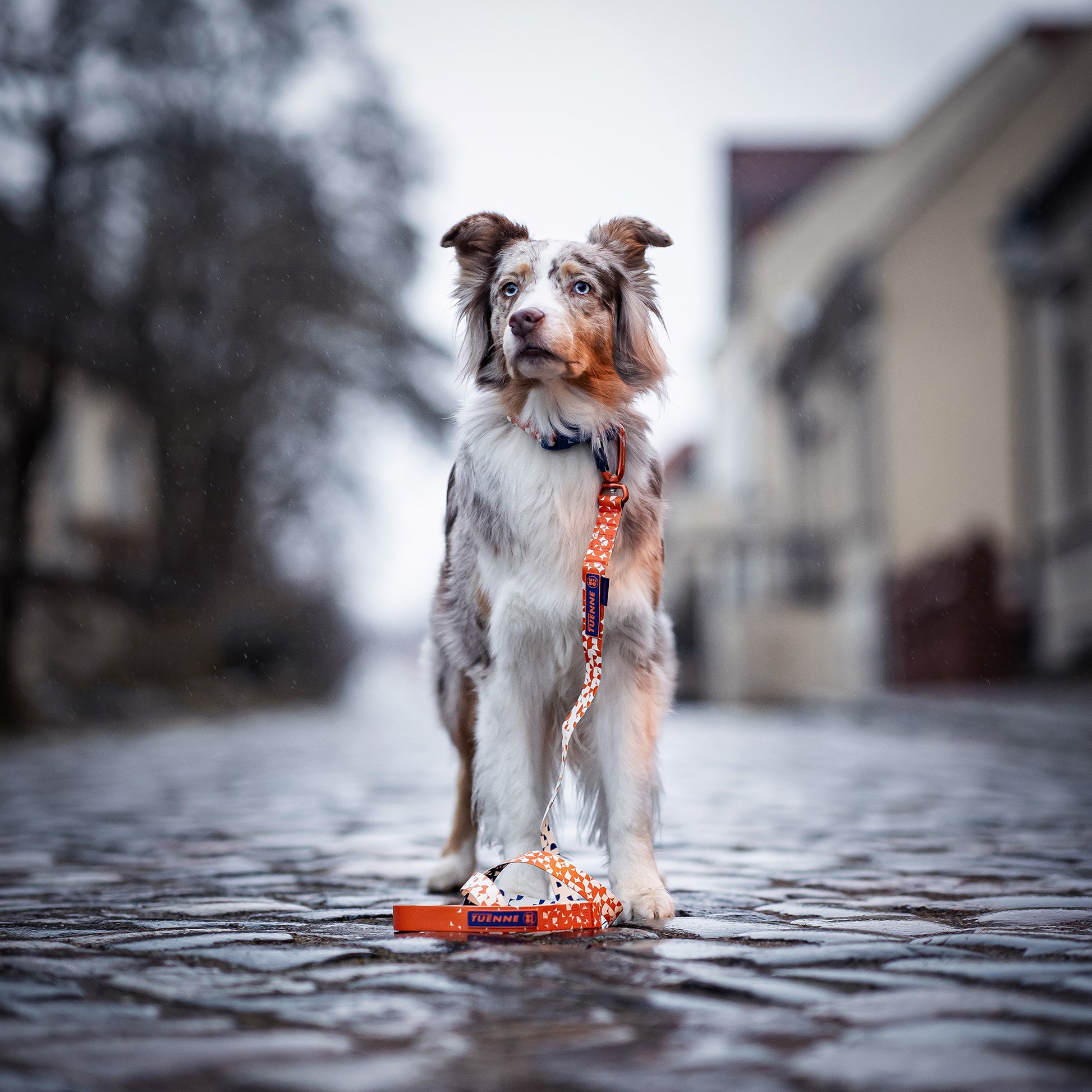 dog with waterproof collar standing on old european street