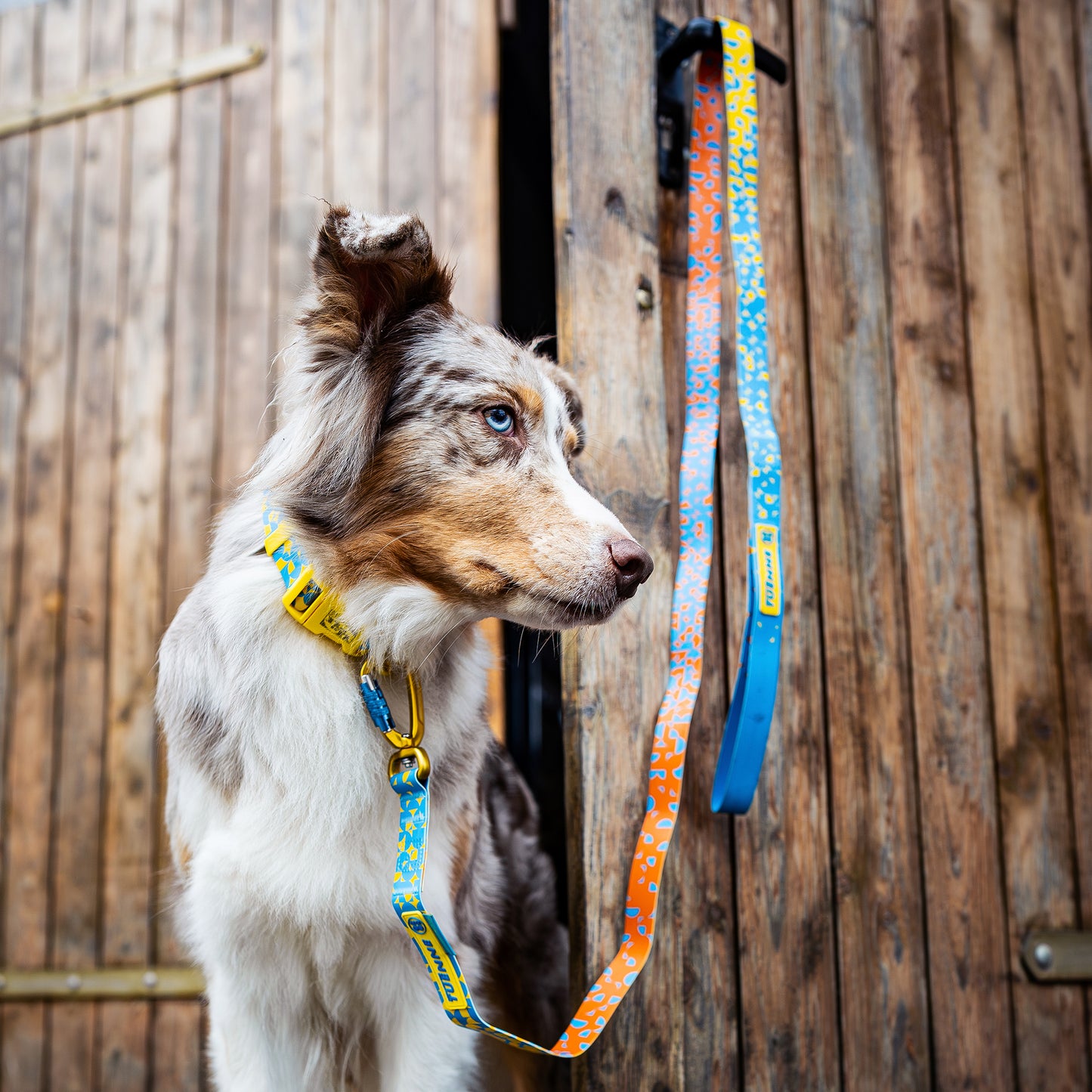 dog with waterproof collar and leash