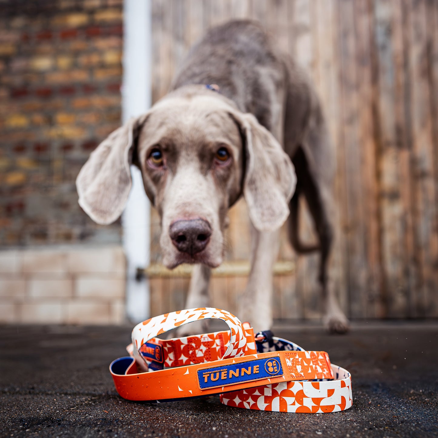 Dog with TUENNE! dog collars and leashes on a wooden floor.