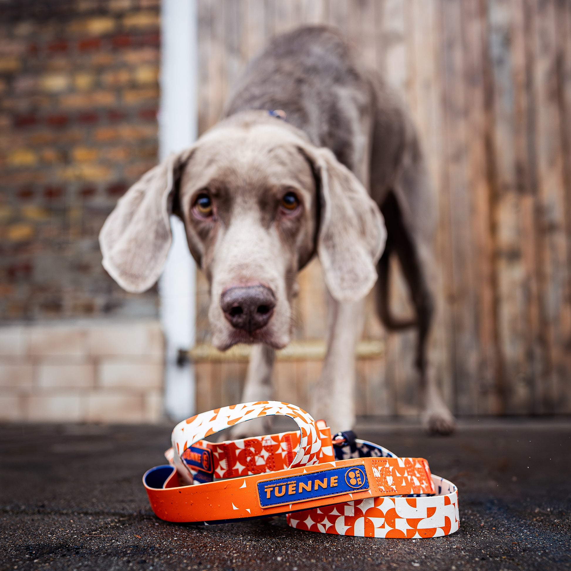 Dog with TUENNE! dog collars and leashes on a wooden floor.