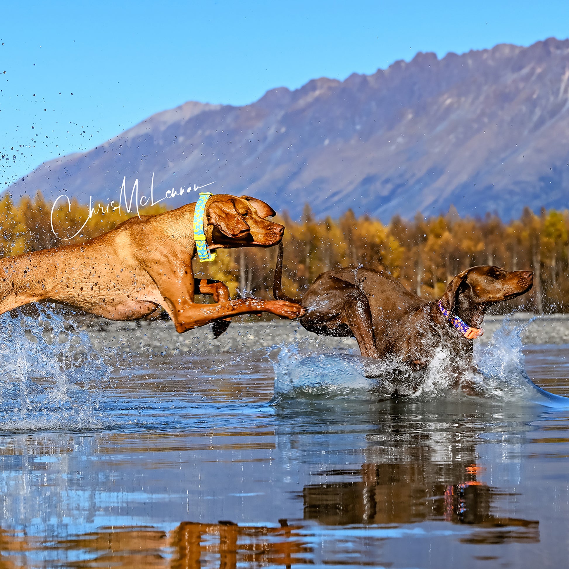 Two dogs playing with a stick in water with mountains in the background