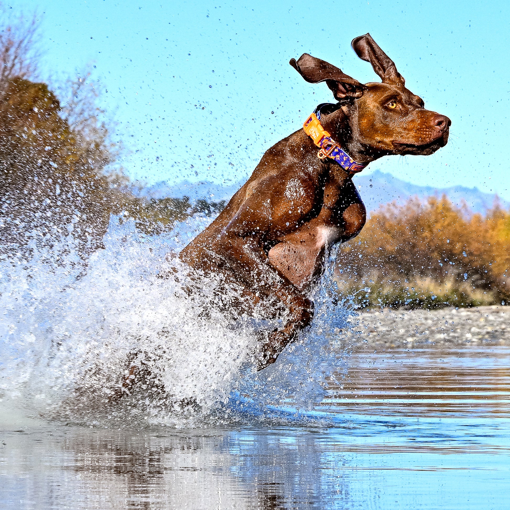 A brown dog wearing a colorful patterned collar runs through splashing water outdoors, with trees and a blue sky in the background.