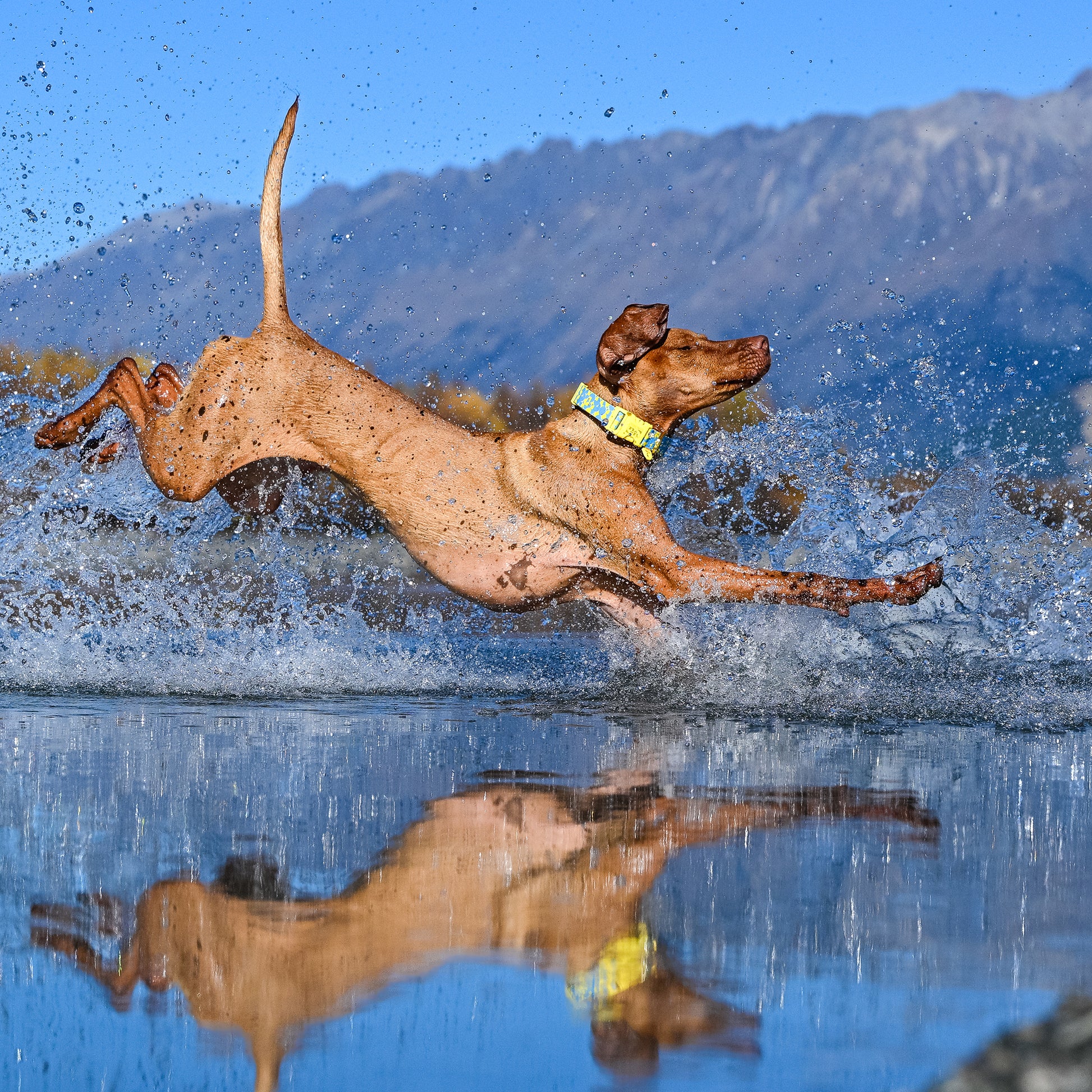A brown dog leaps through splashing water outdoors, with mountains and blue sky in the background and its reflection visible on the water surface. The dog is wearing a bright yellow-green collar.