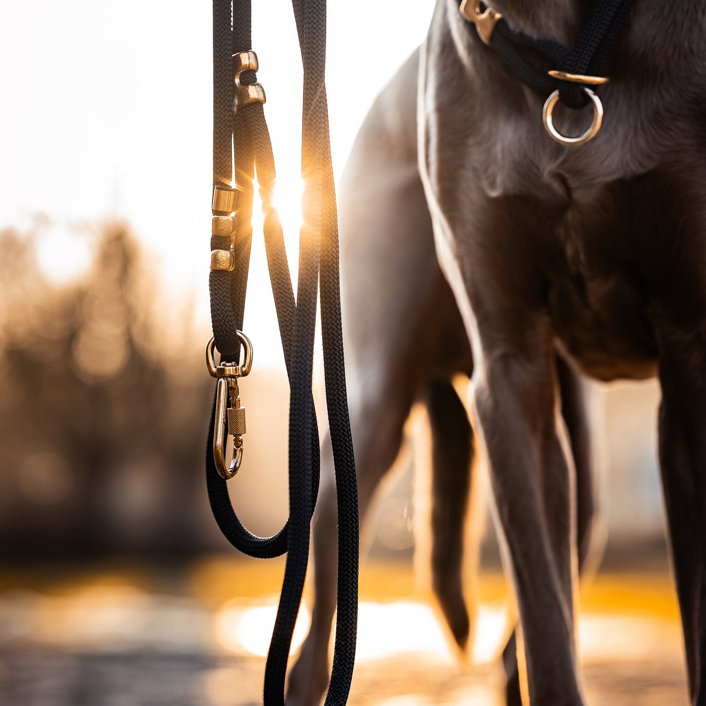 Dog leash with a dog in the background during sunset