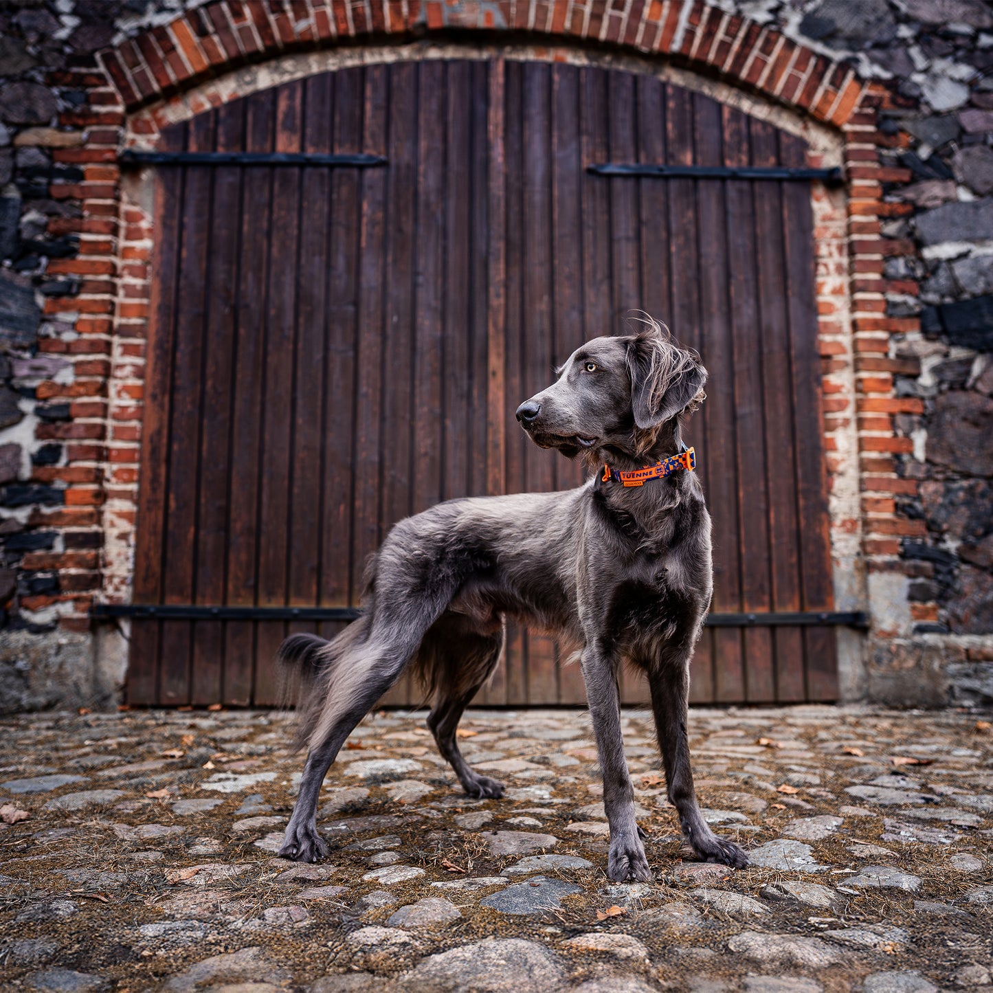 Dog standing on a cobblestone path in front of a brick wall with wooden doors.