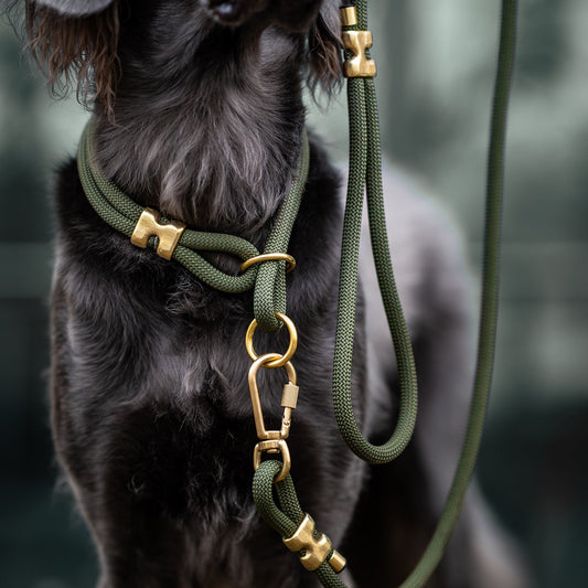 Dog wearing a green harness and leash with brass hardware against a blurred natural background