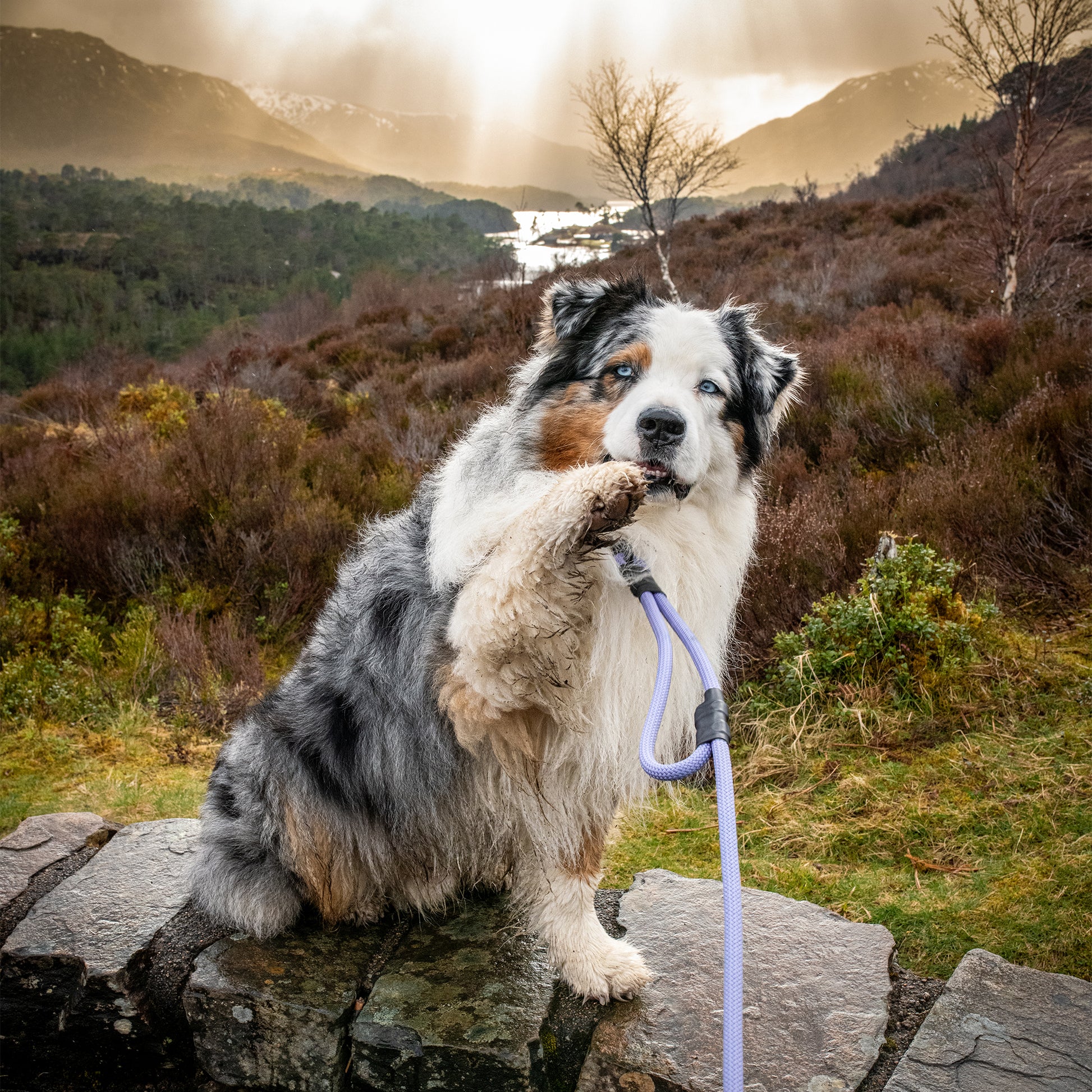 Dog sitting on a rock with a leash in a scenic outdoor setting