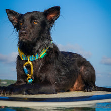 Black dog on a surfboard with a blue sky background