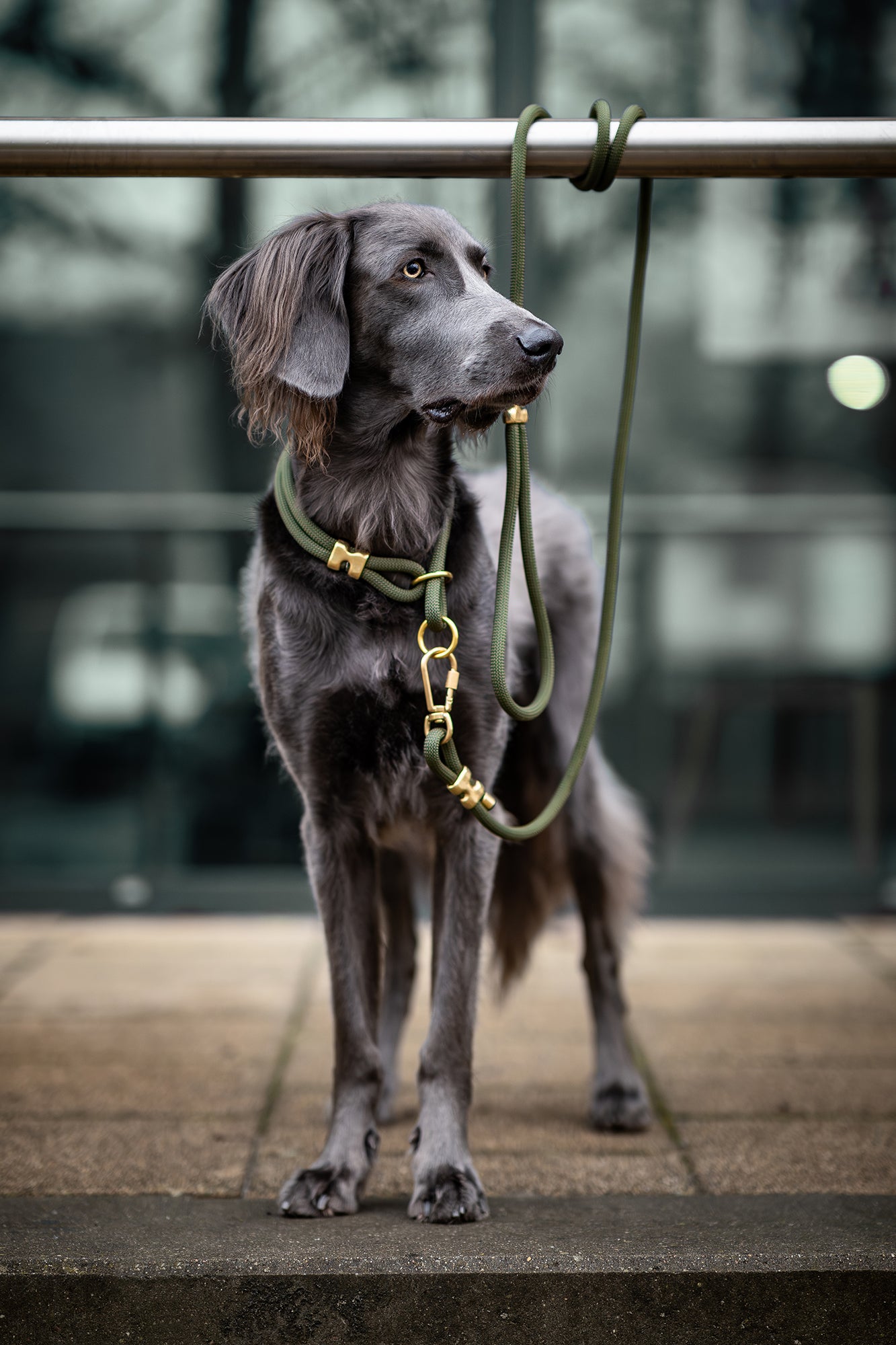 Dog standing with an olive and brass leash with a blurred background.