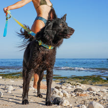 Dog on a leash with a person in the background at the beach