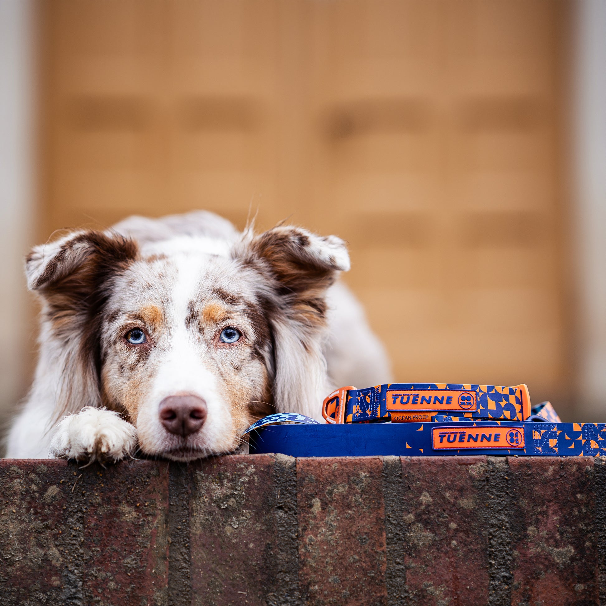 Dog with tuenne dog collars in the foreground, blurred background