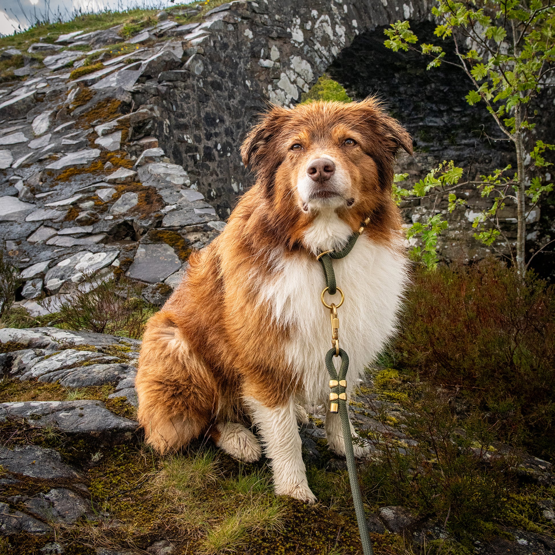 Dog sitting on a stone path with a scenic background