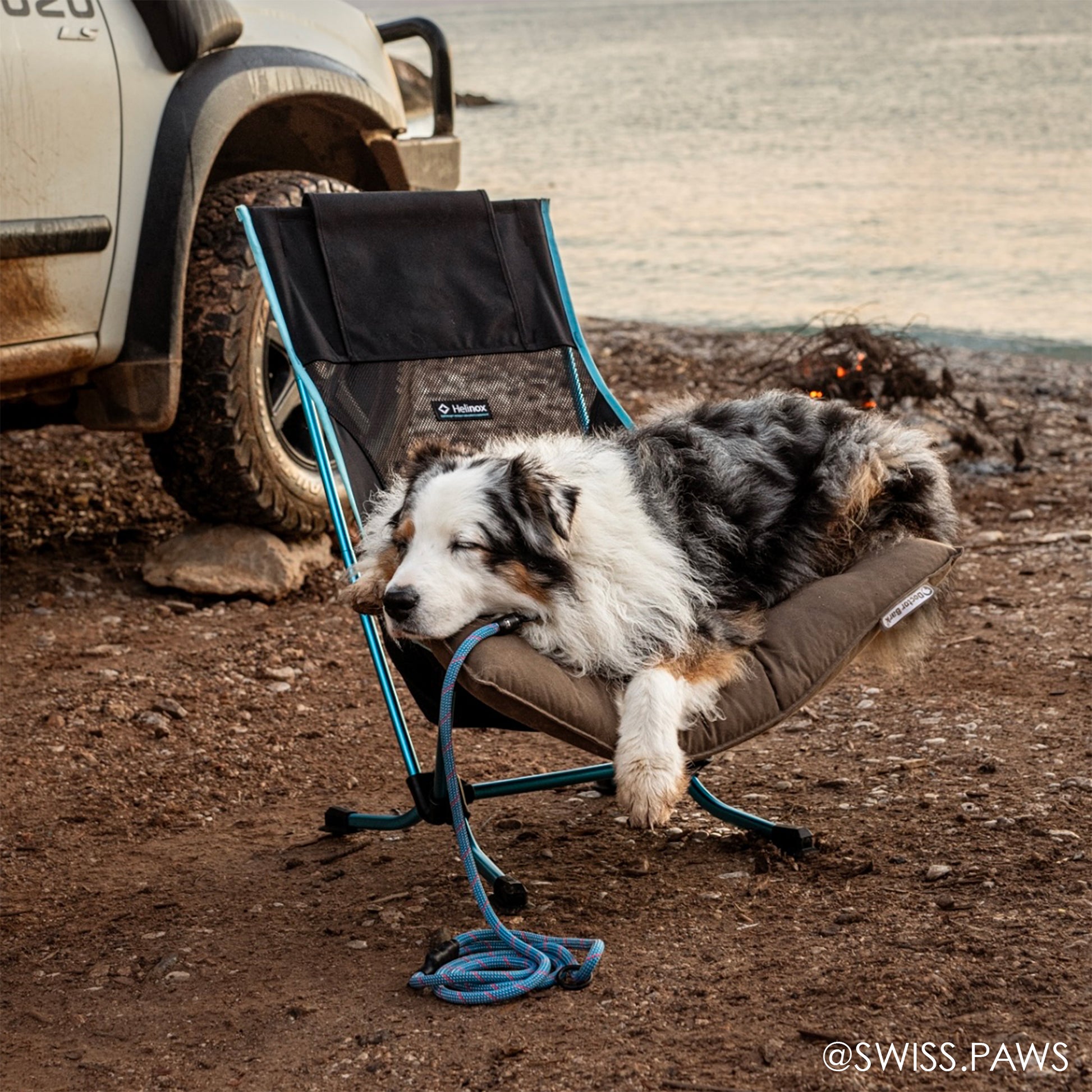 Dog wearing the Tuenne Ice Storm blue 9.8mm climbing rope leash with auto-locking carabiner