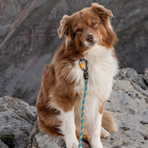 Adjustable slip dog collar made from climbing rope – Small Norte by Tuenne-turquoise