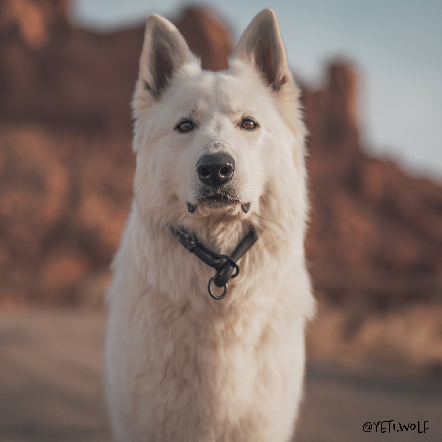 Adjustable slip dog collar made from climbing rope – Small Norte by Tuenne on Yeti Wolf