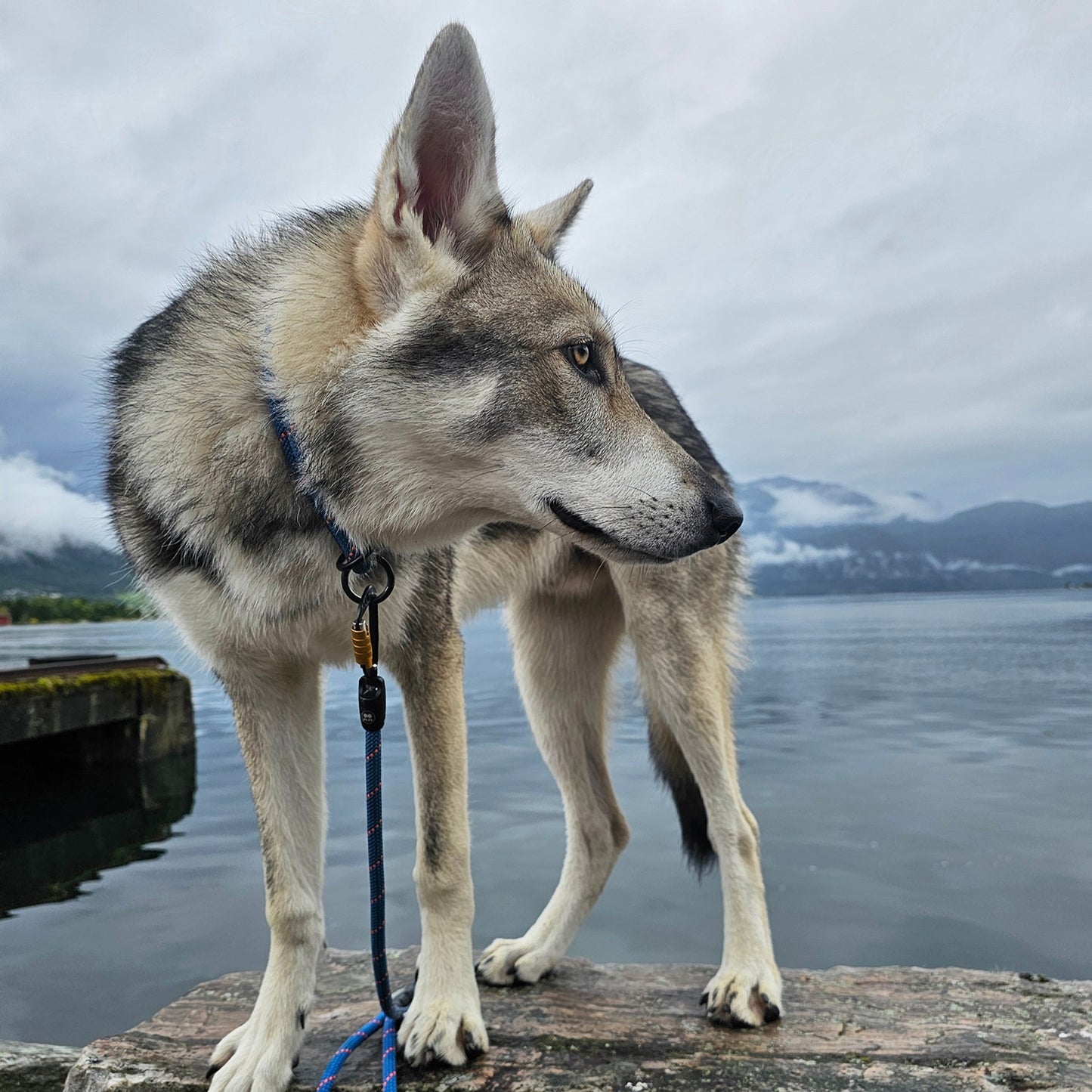 Dog mountain lake with Tuenne Boulder Hybrid dog leash blue