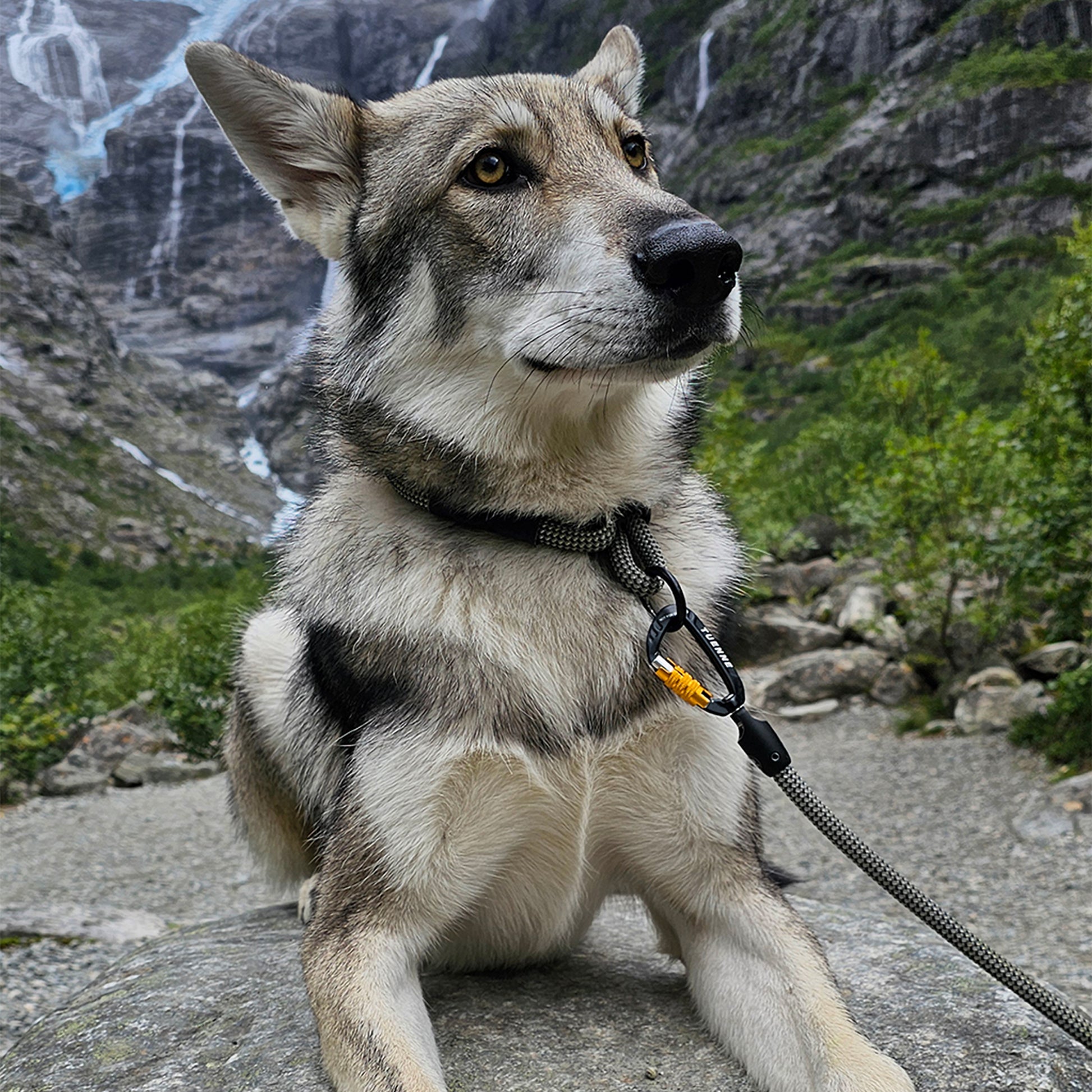 Dog hiking mountain with Tuenne Boulder Hybrid dog leash