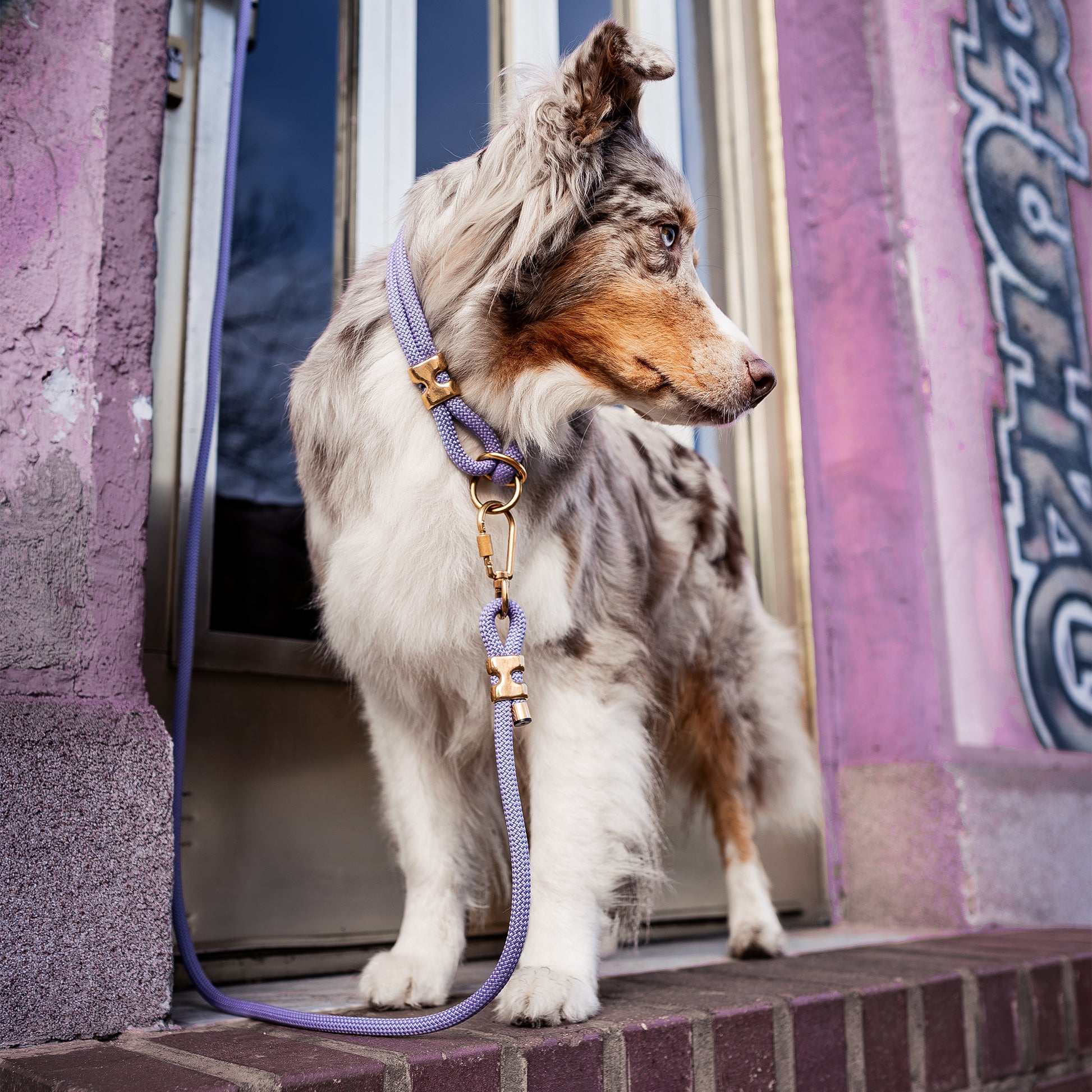 Dog standing on a door step with a leash, in front of a colorful wall.