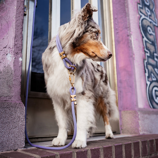 Dog standing on a door step with a leash, in front of a colorful wall.
