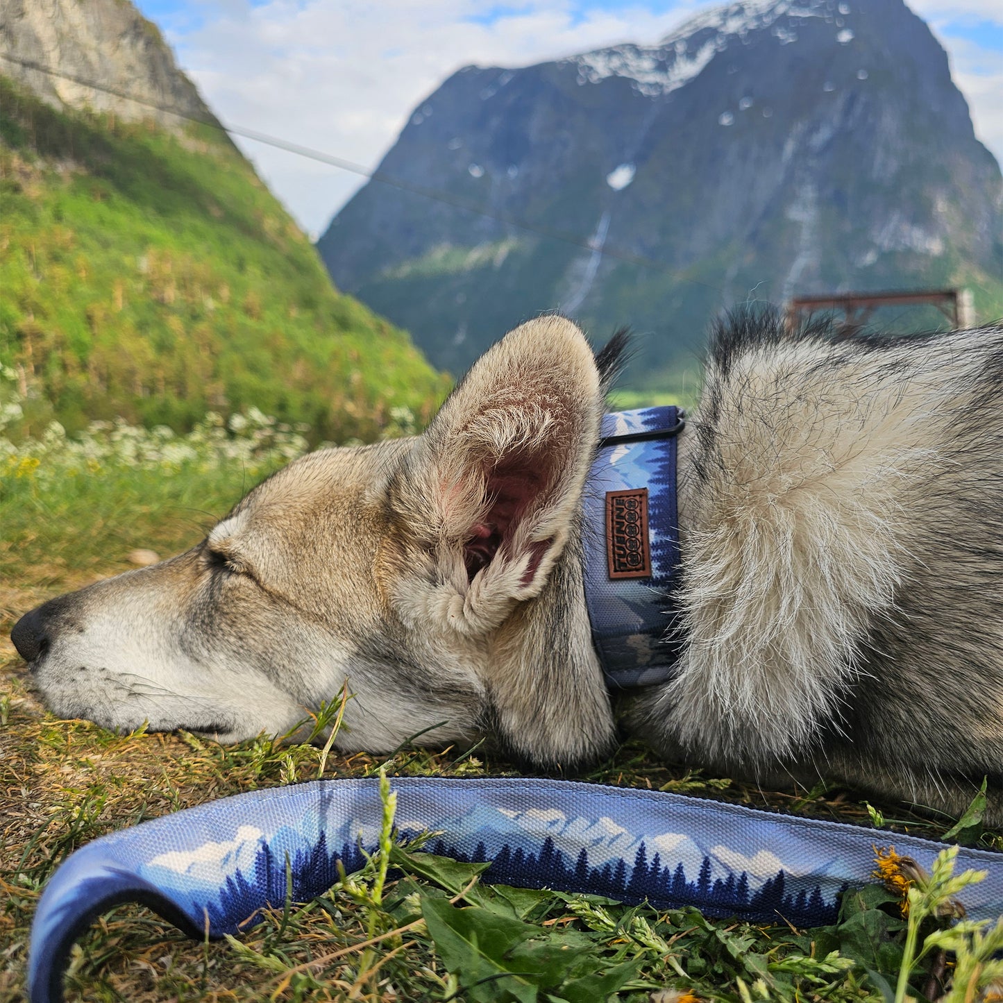 Dog wearing Sierra Nevada leash and collar set – purple and blue limited edition