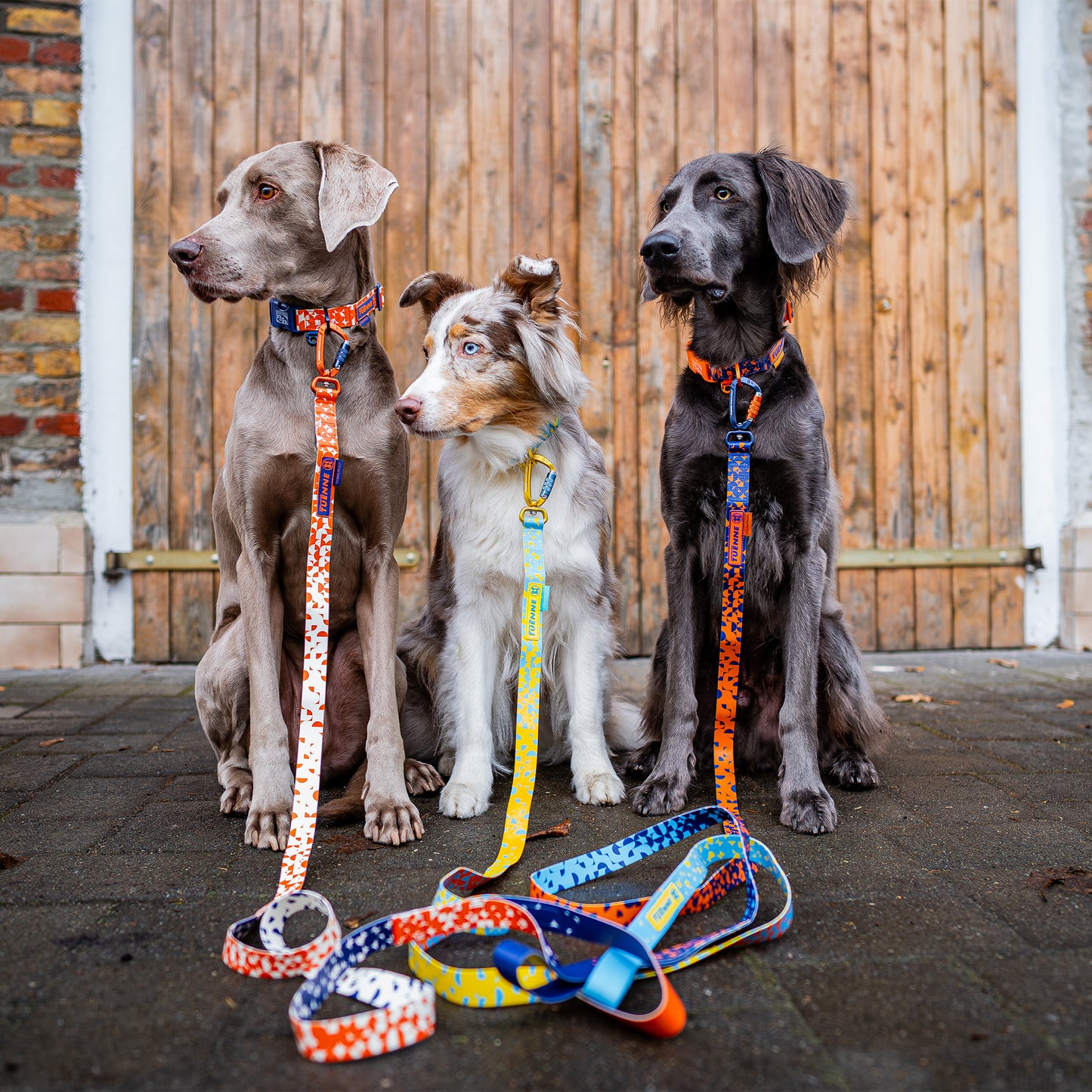 Three dogs with colorful leashes and collars on a pavement.