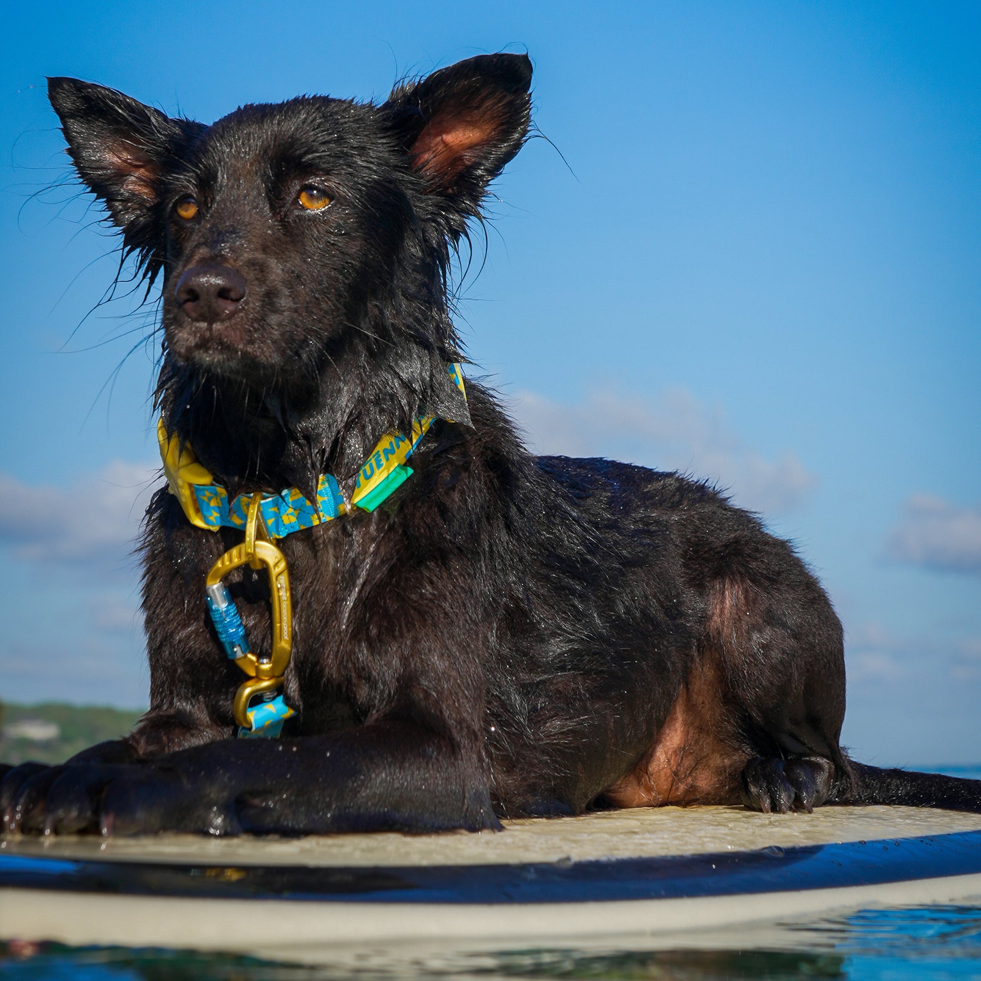 Tuenne waterproof dog leash and collar with carabiner on leash on dog on surfboard