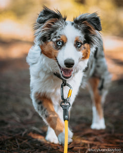 dog leash climbing rope carabiner swivel 