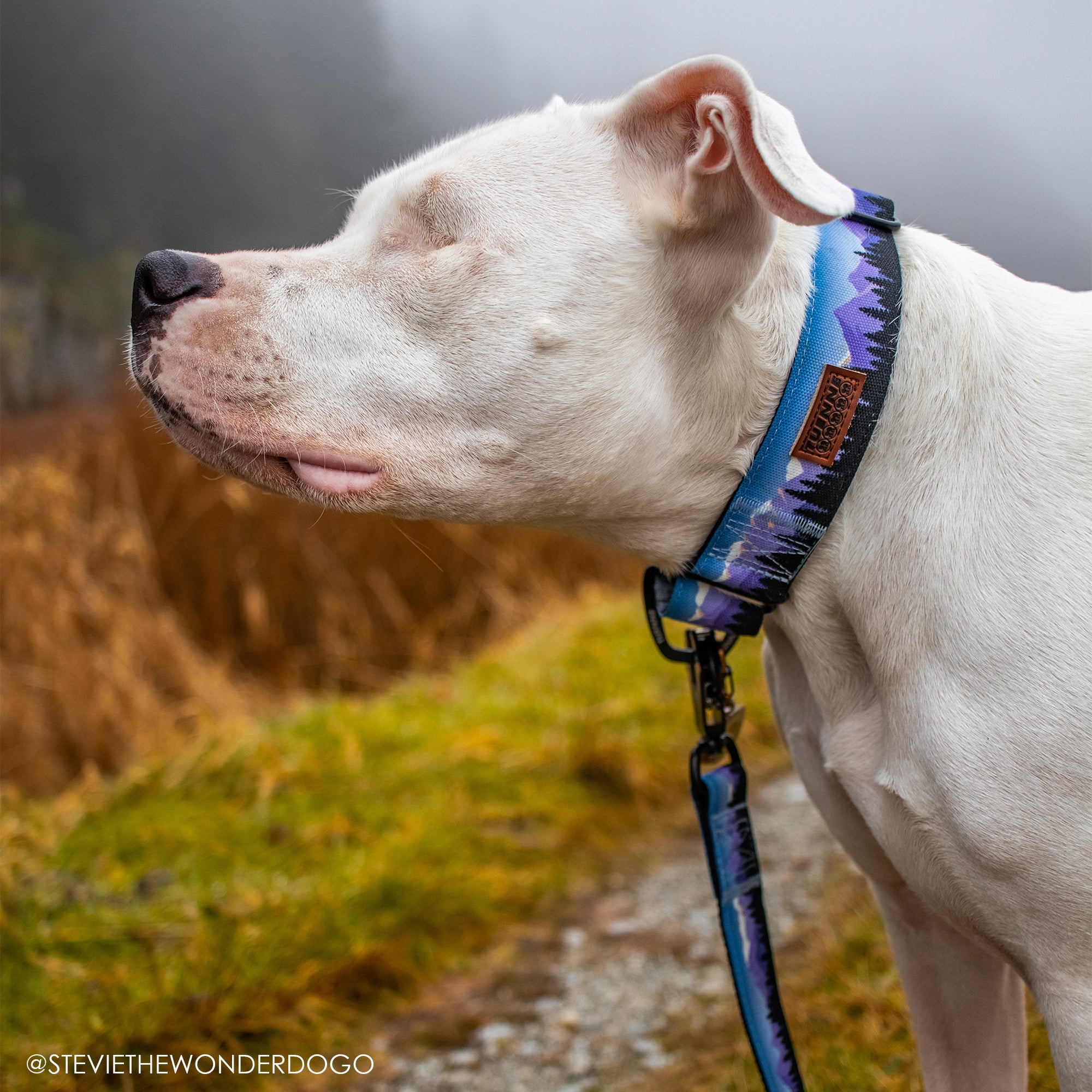 Martingale collar sale and leash